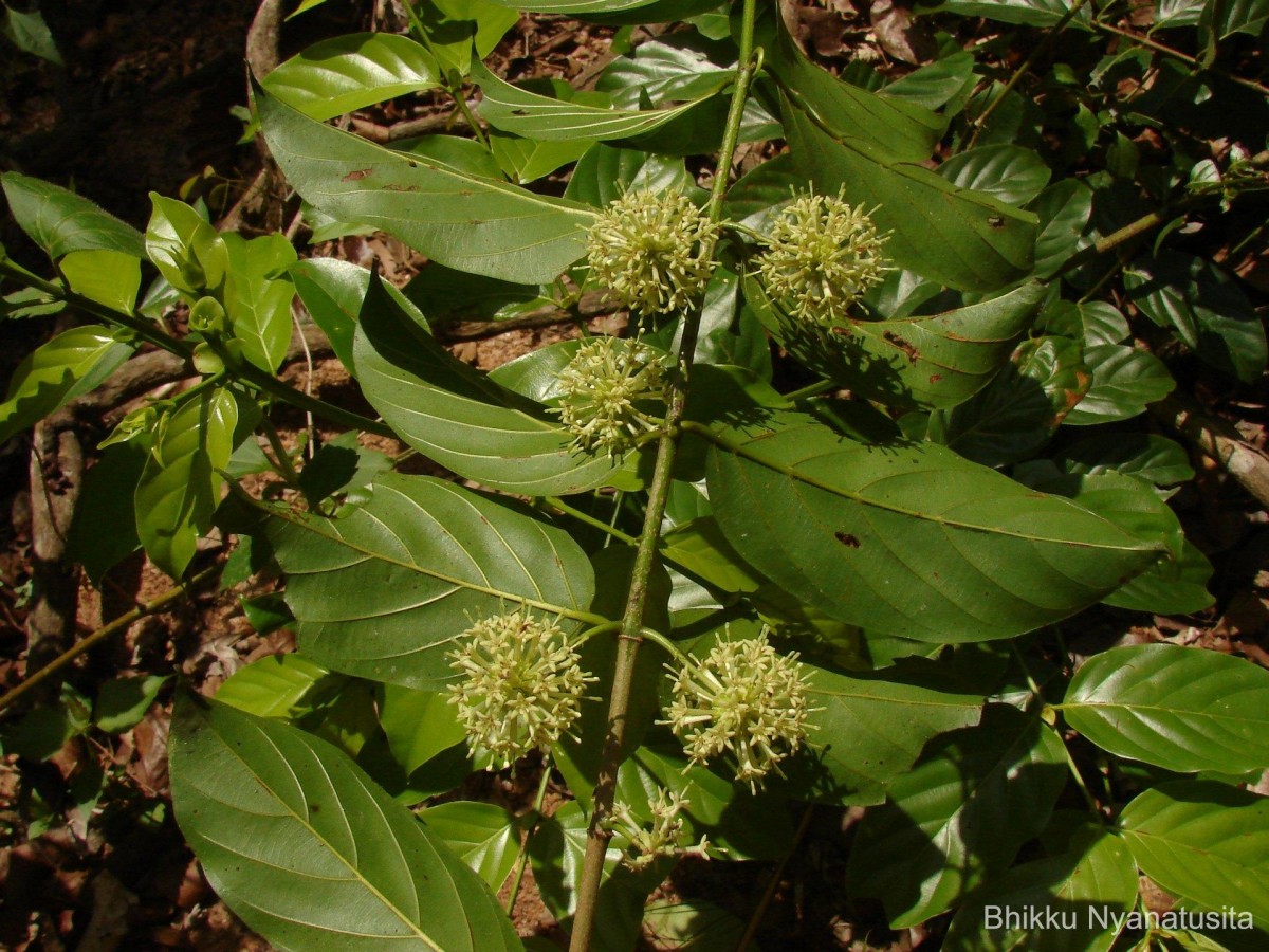 Uncaria elliptica R.Br. ex G.Don